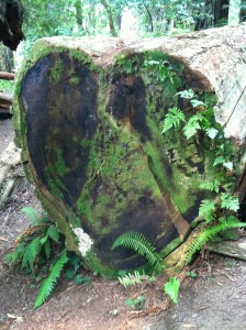 Tree Heart