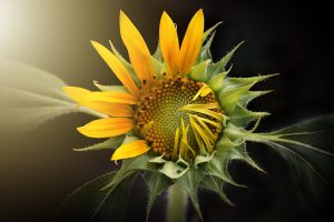Unfolding sunflower